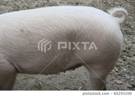 Hokkaido's hog's hind legs and tail Hokkaido's hog's hind legs and tail 60293200