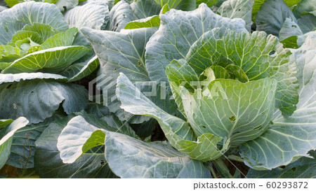 Green raw cabbage in garden. Cabbages head. 60293872