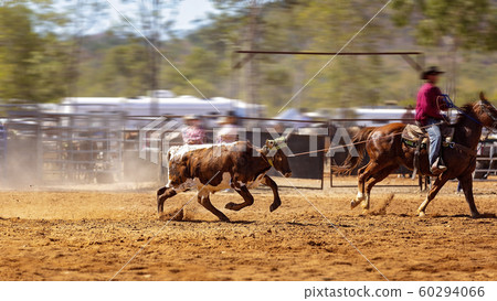 Rodeo Team Calf Roping Rodeo Team Calf Roping 60294066