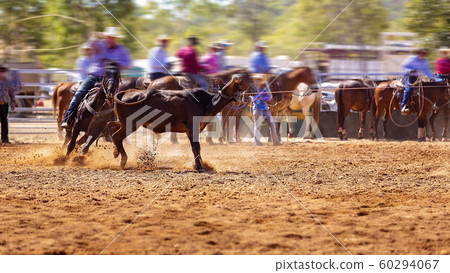 Rodeo Team Calf Roping Rodeo Team Calf Roping 60294067