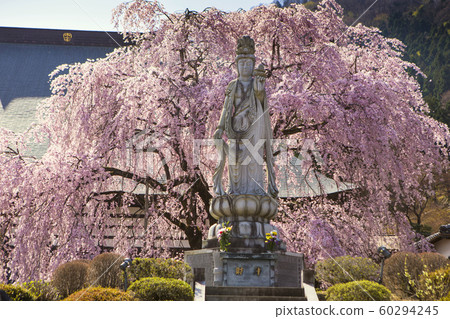Kannon-sama和垂枝櫻花 60294245