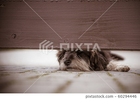 Dog guarding the house looks out into the gap under the wooden fence 60294446