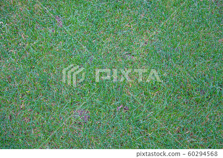 green lawn that serves as a playground and a garden 60294568