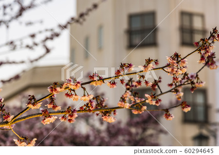 [Atami Sakura Light Up] 60294645