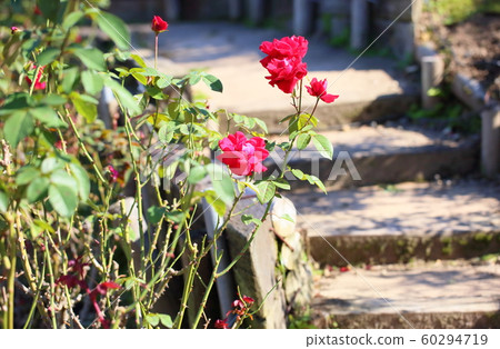 Rose flower Rob Roy 60294719
