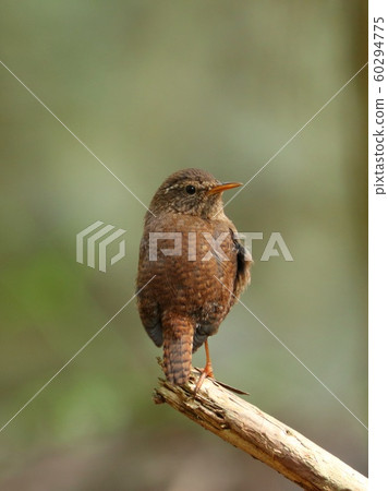 山間溪流的野鳥 60294775