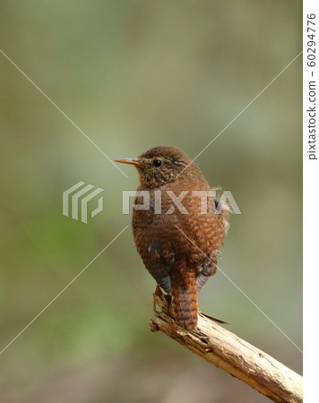 山間溪流的野鳥 60294776