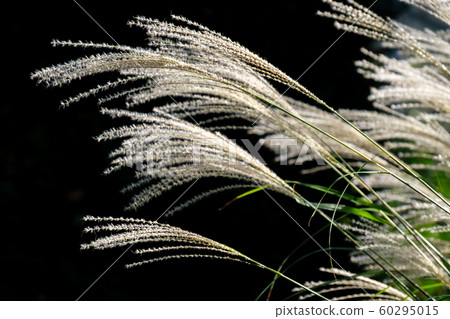 Shiny Susuki 60295015