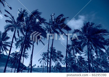 Tropical blue classic background. Palm tree on Easter Island. Color of the year. Coy2020 Tropical blue classic background. Palm tree on Easter Island. Color of the year. Coy2020 60295390