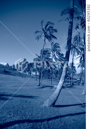 Tropical blue classic background. Palm tree on Easter Island. Color of the year. Coy2020 Tropical blue classic background. Palm tree on Easter Island. Color of the year. Coy2020 60295392