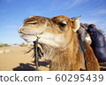 camel 60295439