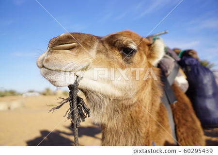 camel 60295439