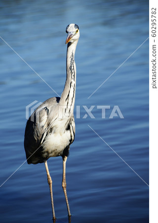 Gray heron Gray heron 60295782
