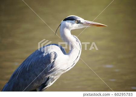 灰鷺 60295783