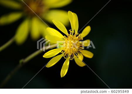 Tsuwabuki flower 60295849