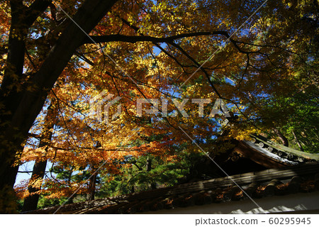 Autumn leaves of Gomon, Yokohama Sankeien Autumn leaves of Gomon, Yokohama Sankeien 60295945