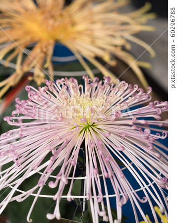 Chrysanthemum flower Chrysanthemum flower 60296788