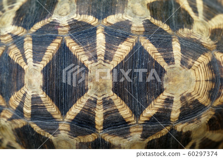 tortoise shell as background 60297374