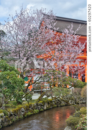 Kamigamo Shrine的櫻花 60297420