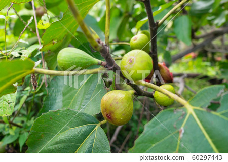 Fig Tree 60297443