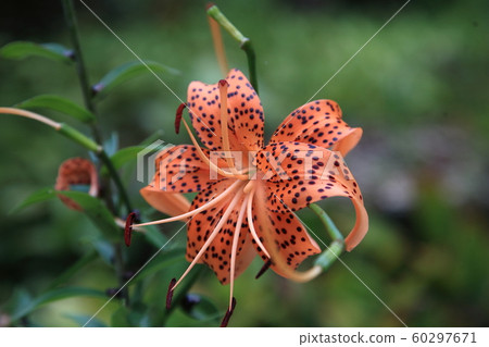 Yuri / Yoshino Moisture Shrine [Yoshino-cho, Yoshino-gun, Nara] 60297671