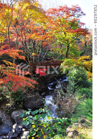 Autumn leaves and Kafu Bridge in Atami Plum Garden Autumn leaves and Kafu Bridge in Atami Plum Garden 60297852