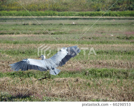Gray heron descending on rice field Gray heron descending on rice field 60298553