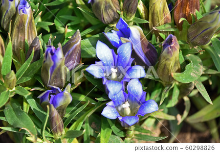 Gentian (dragon) 60298826