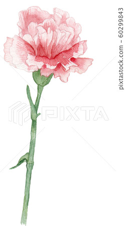Carnation  60299843