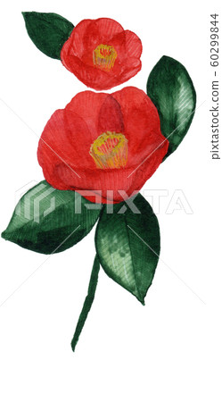Camellia camellia Camellia camellia 60299844