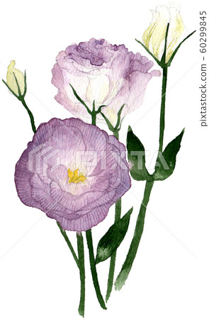 土耳其風鈴草Kikyo 60299845