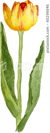 鬱金香 60299846