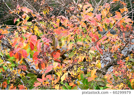 A celadon red leaves A celadon red leaves 60299979