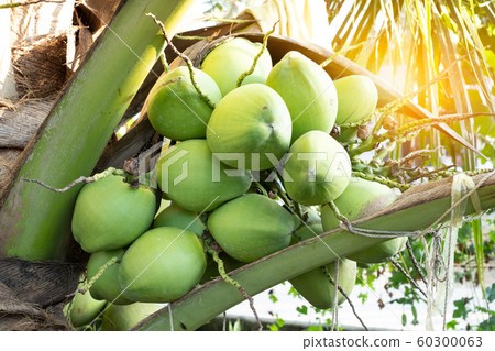 Close up fresh coconuts cluster on the coconut tree 60300063