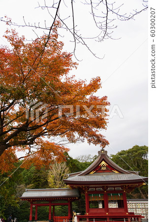 Tsurugaoka Hachimangu Shrine Autumn leaves 60300207