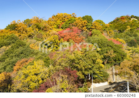 六甲山秋葉在神戶中央區Suwayama公園 60300248