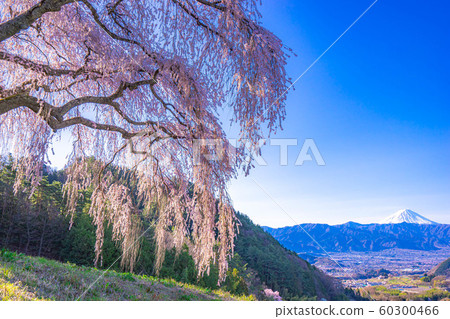 音tsu的垂枝櫻花[山梨] 60300466