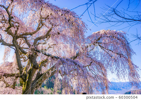 Ototsuma's weeping cherry tree [Yamanashi] 60300504