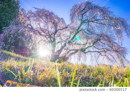 音tsu的垂枝櫻花[山梨] 60300517