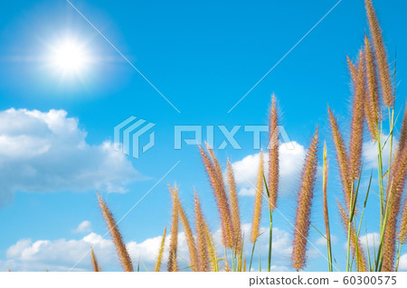 Desho Grass Fields with beautiful blue sky with white clouds and sun, sunlight background panorama 60300575