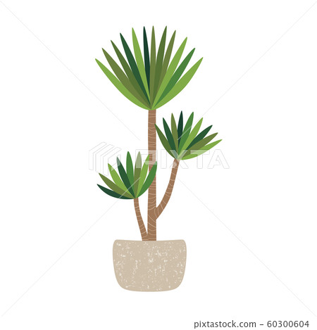 Yucca plant in pot, home tree. Vector illustration isolated on white background. Yucca plant in pot, home tree. Vector illustration isolated on white background. 60300604