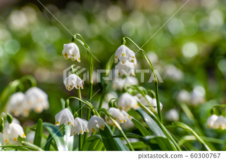 Wild snowdrop flowers in forest Wild snowdrop flowers in forest 60300767