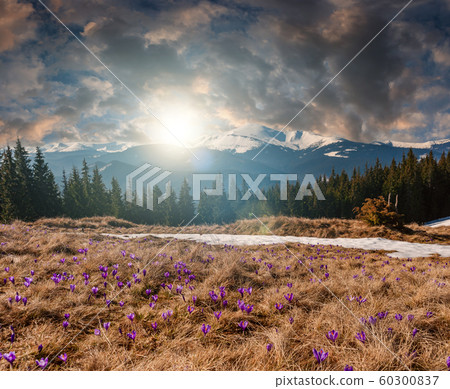 Spring landscape with crocus flowers Spring landscape with crocus flowers 60300837