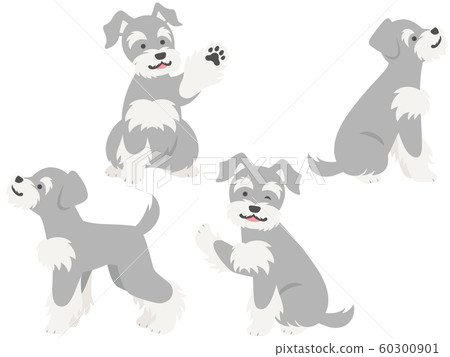 微型雪納瑞犬的例證套（舉手和向上擺姿勢） 60300901