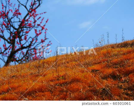 小山染成棕色 小山染成棕色 60301061