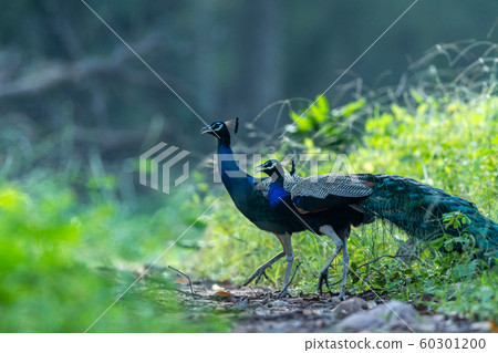 indian peafowl or peacock beautiful scenic... - Stock Photo [60301200] -  PIXTA