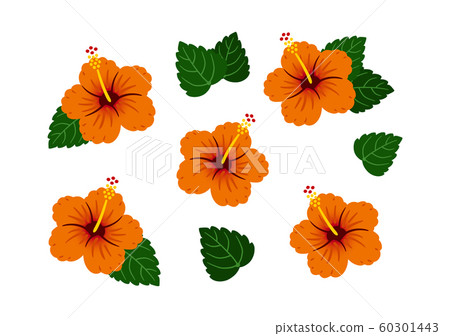 芙蓉橙色矢量熱帶集 芙蓉橙色矢量熱帶集 60301443