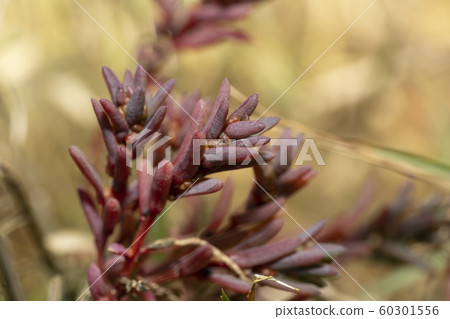 Hama Matsuna 60301556