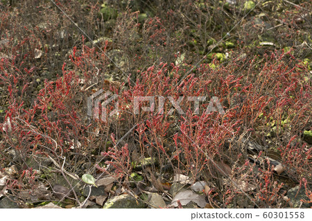 Hama Matsuna 60301558