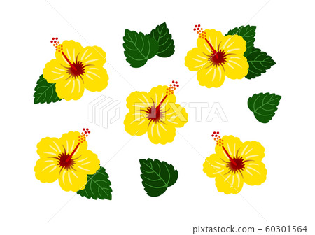 Hibiscus yellow vector southern country set 60301564